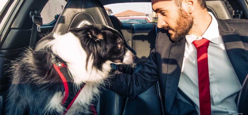 Do Dogs Truly Understand Us? Unpacking Canine Communication