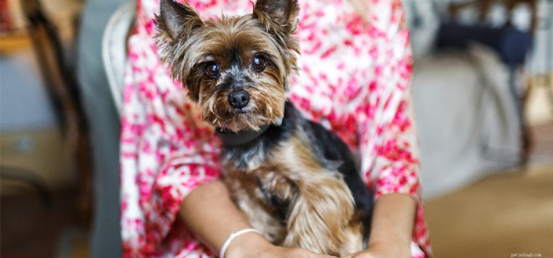Do Dogs Really Understand Their Names? The Science Explained