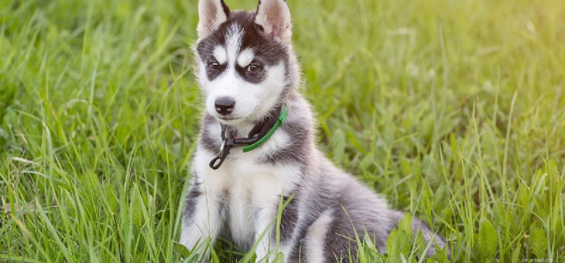 Do Dogs Really Understand Their Names? The Science Explained