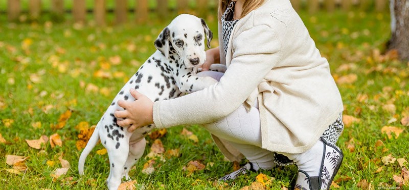 Do Dogs Really Understand Their Names? The Science Explained