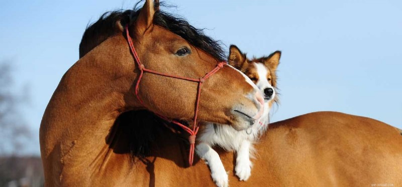 Do Dogs Truly Understand Other Animals? Insights into Cross‑Species Communication
