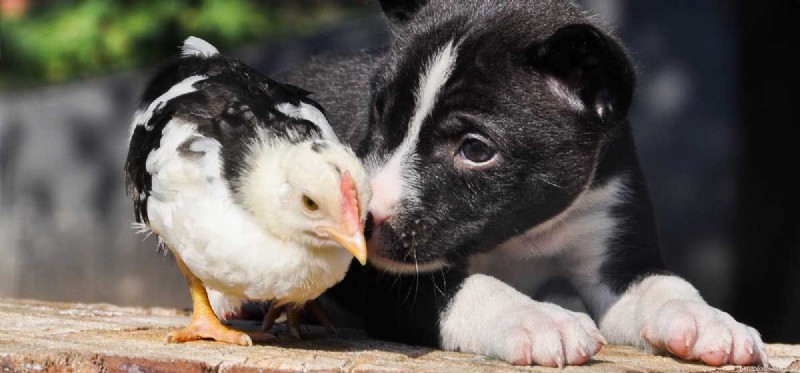 Do Dogs Truly Understand Other Animals? Insights into Cross‑Species Communication