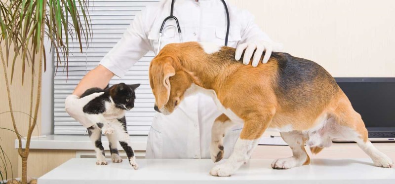 Do Dogs Truly Understand Other Animals? Insights into Cross‑Species Communication