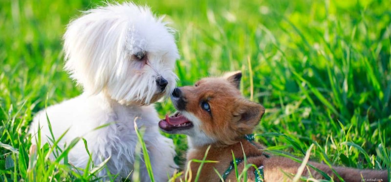 Do Dogs Truly Understand Other Animals? Insights into Cross‑Species Communication