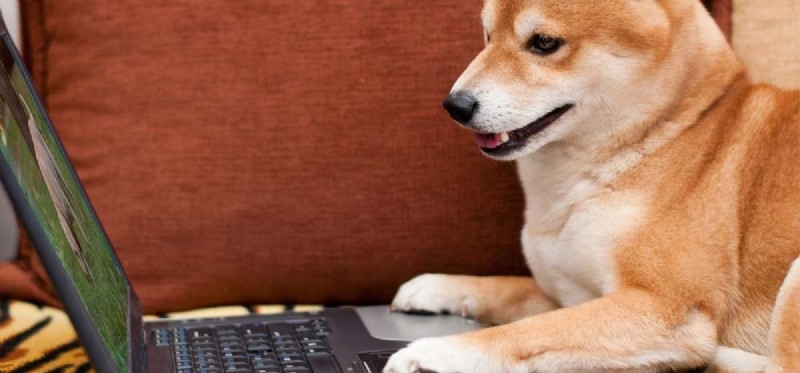 Do Dogs Truly Understand What They See on Screens?