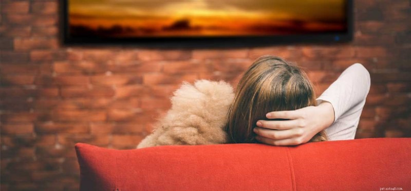 Do Dogs Truly Understand What They See on Screens?