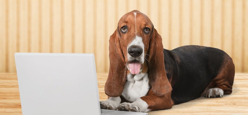 Do Dogs Understand Video Content?