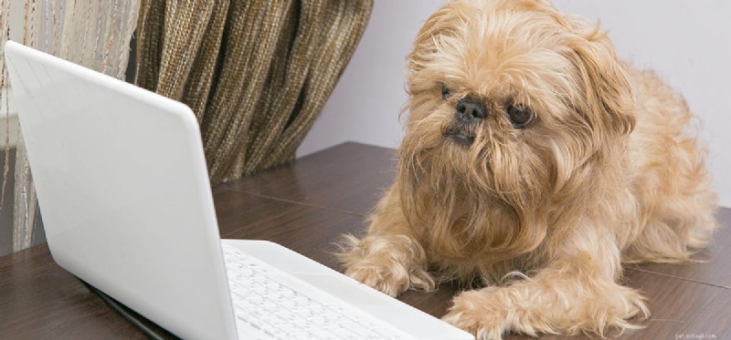 Do Dogs Understand Video Content?