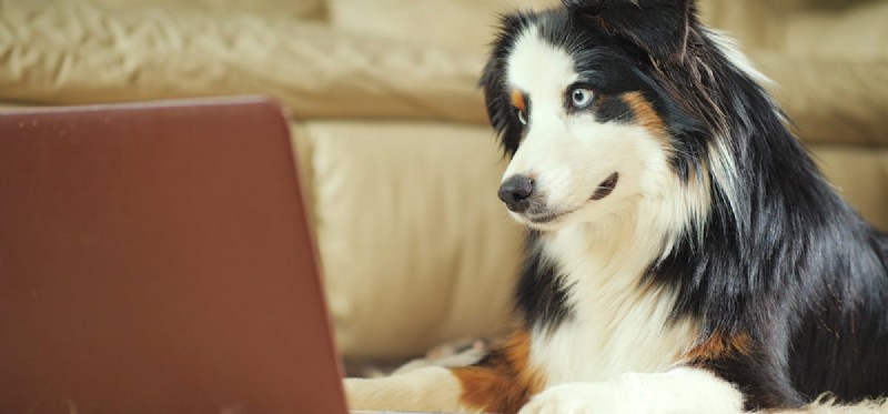 Do Dogs Understand Video Content?