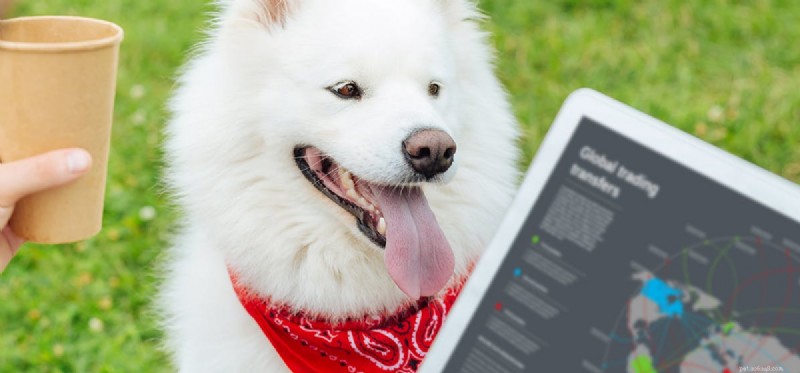 Do Dogs Understand Video Content?
