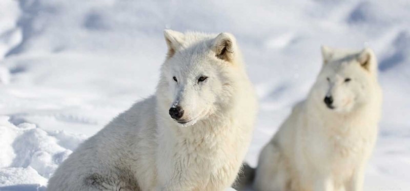 Can Dogs Understand Wolves? Exploring Cross-Species Communication