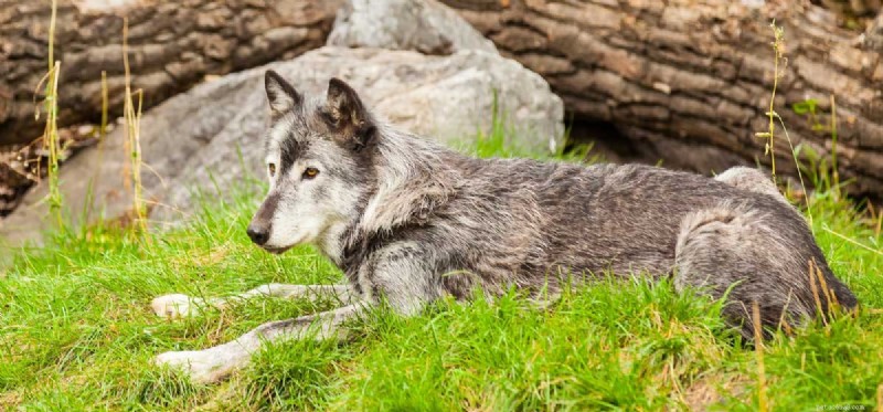 Can Dogs Understand Wolves? Exploring Cross-Species Communication