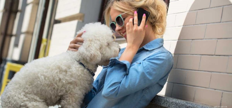 Do Dogs Truly Understand the Words You Say?
