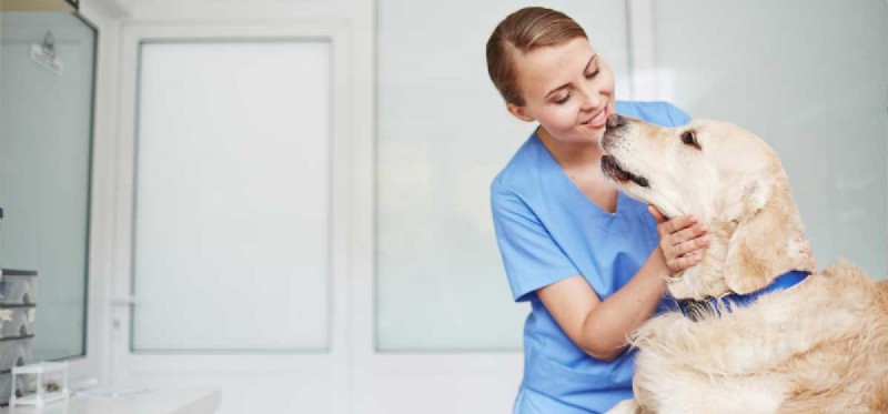 Do Dogs Truly Understand the Words You Say?
