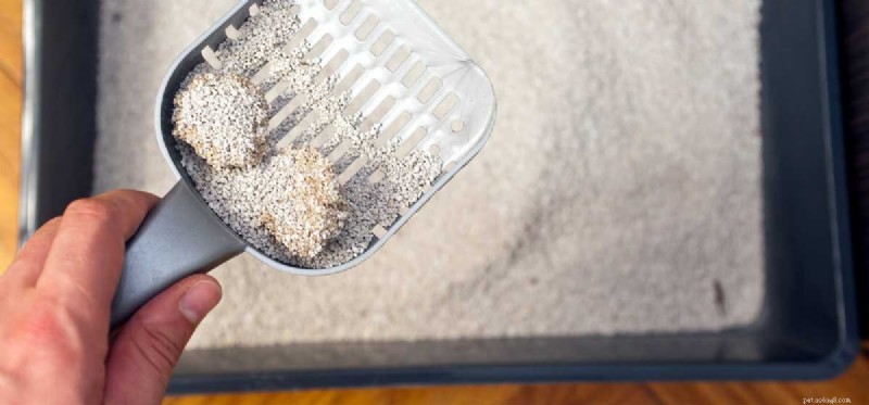 Using Cat Litter for Dogs: Safe, Simple, and Effective