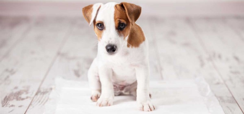 Using Cat Litter for Dogs: Safe, Simple, and Effective