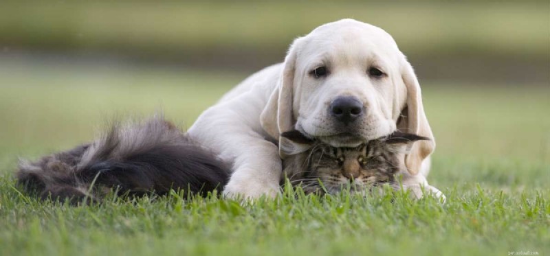 Using Cat Litter for Dogs: Safe, Simple, and Effective