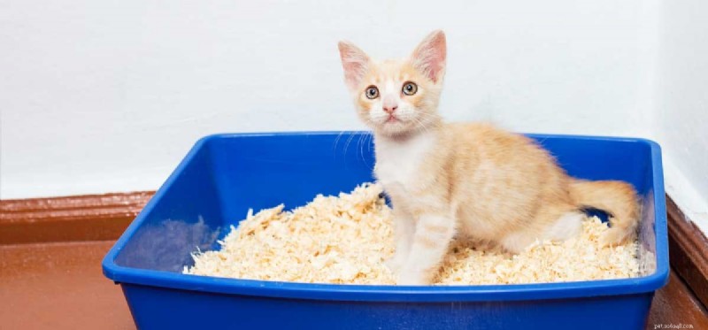 Using Cat Litter for Dogs: Safe, Simple, and Effective