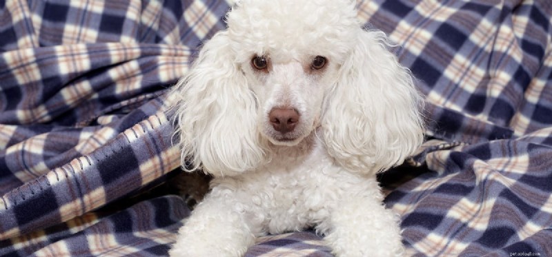 Is Hydrocortisone Cream Safe for Dogs with Skin Conditions?