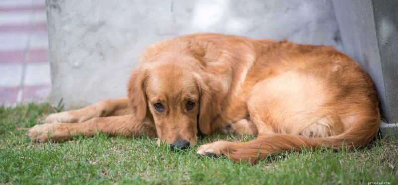 Can Stress Make Dogs Vomit? Recognize Symptoms & Reduce Anxiety