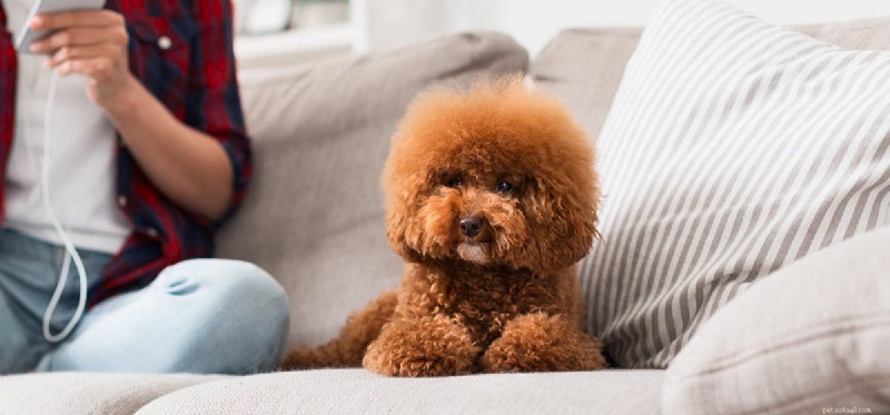 Is Hydrocortisone Cream Safe for Dogs with Skin Conditions?