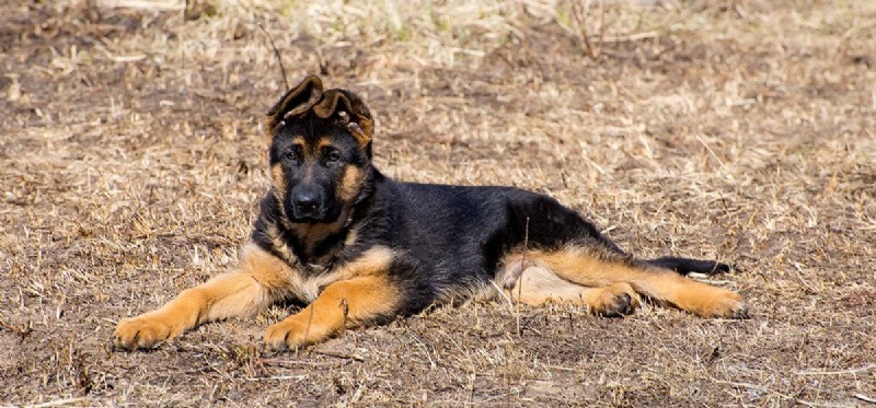 Do Drop‑Eared Dogs Hear as Effectively as Prick‑Eared Breeds?