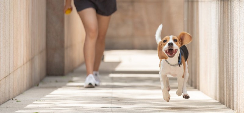 Do Drop‑Eared Dogs Hear as Effectively as Prick‑Eared Breeds?