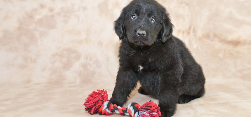 Can Newfoundland Dogs Thrive in Florida s Climate?