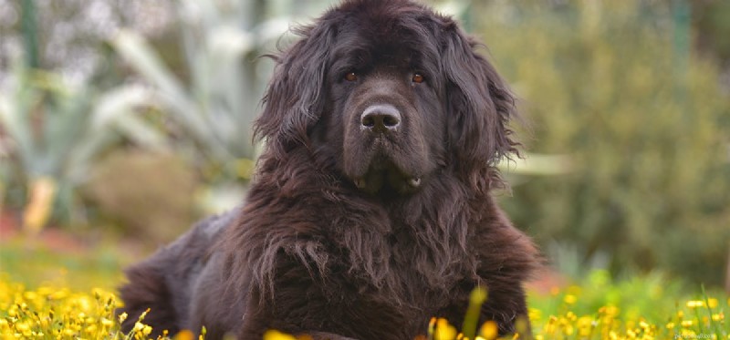 Can Newfoundland Dogs Thrive in Florida s Climate?
