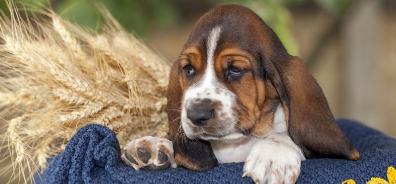 Can Rescue Dogs Experience Anguish? Understanding Their Emotional Well-Being