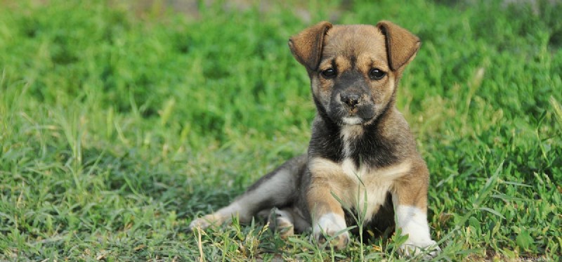Can Rescue Dogs Experience Anguish? Understanding Their Emotional Well-Being