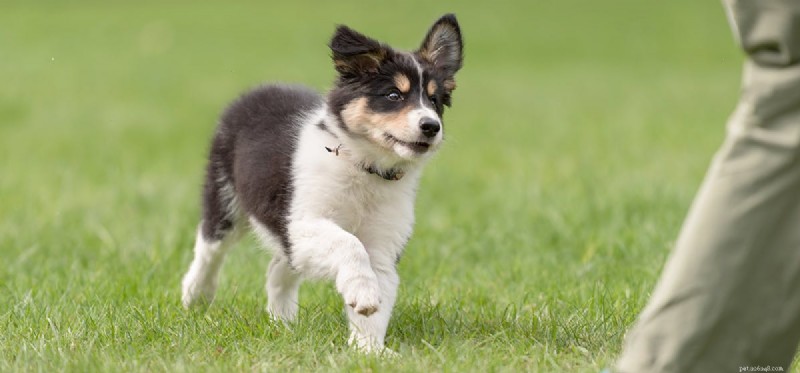 Do Dogs Truly Experience Joy? Understanding Canine Happiness