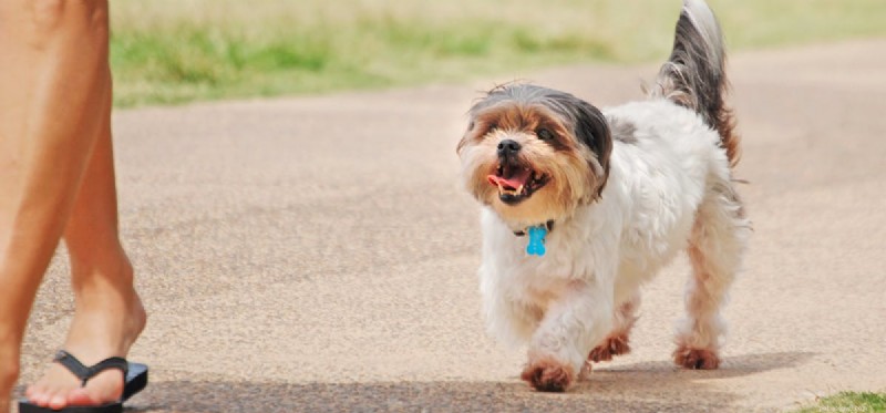 Do Dogs Truly Experience Joy? Understanding Canine Happiness