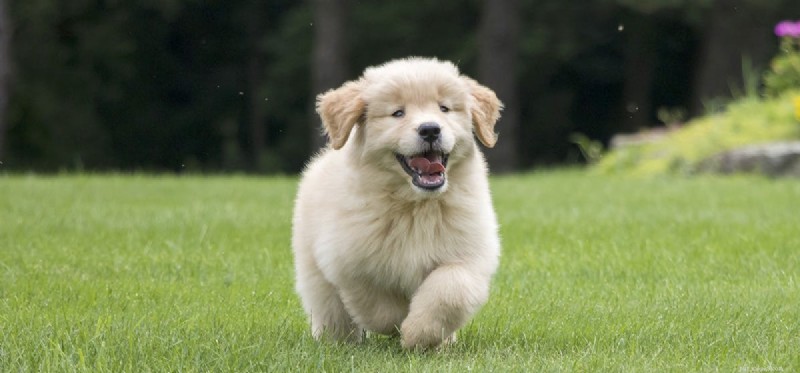 Do Dogs Truly Experience Joy? Understanding Canine Happiness