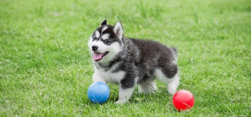 Do Dogs Truly Experience Joy? Understanding Canine Happiness
