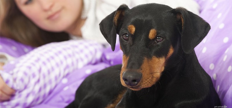 Can Your Dog Detect When You re Sick? How Pets Spot Illness