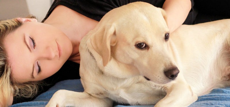 Can Your Dog Detect When You re Sick? How Pets Spot Illness