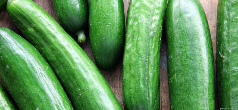 Do Dogs Taste Cucumbers? What to Know About Your Pet’s Flavor Preferences