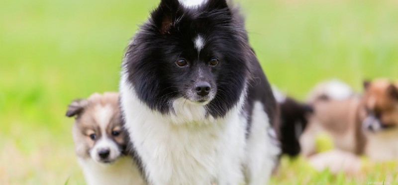Can Dogs Truly Remember Their Parents? Insights Into Canine Memory