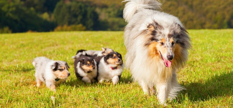 Can Dogs Truly Remember Their Parents? Insights Into Canine Memory