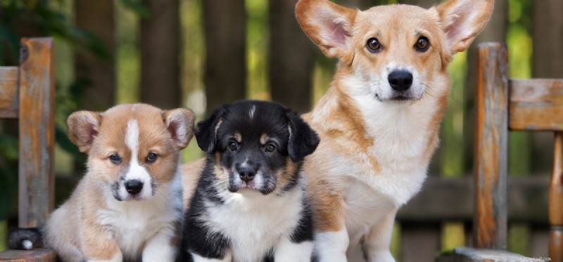 Can Dogs Truly Remember Their Parents? Insights Into Canine Memory