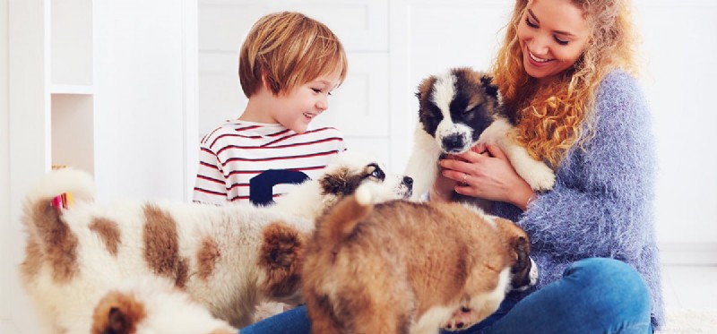 Can Dogs Truly Remember Their Parents? Insights Into Canine Memory