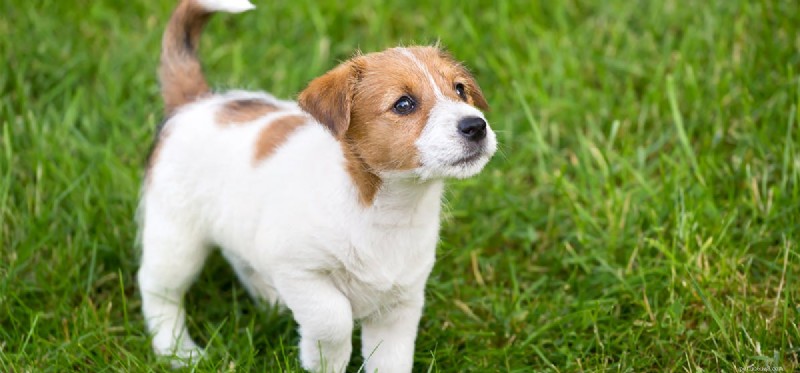 How Dogs Boost Our Happiness and Health