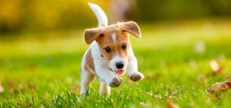 How Dogs Boost Our Happiness and Health