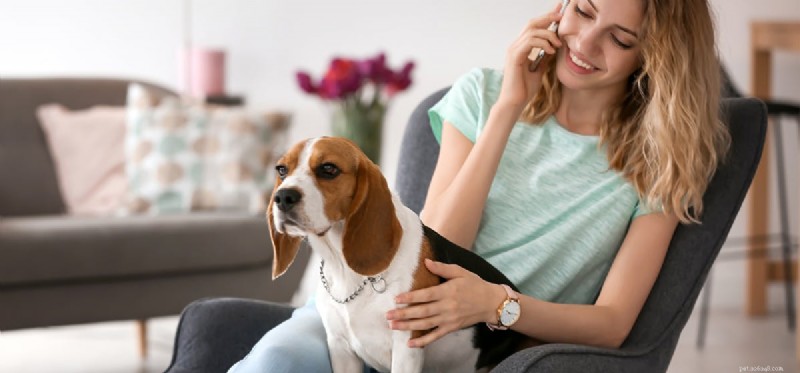 Can Dogs Hear a Ringtone Only They Can Hear? Discover the Truth