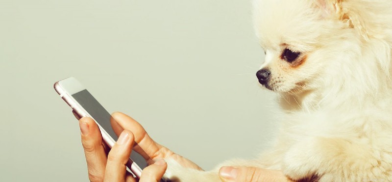 Can Dogs Hear a Ringtone Only They Can Hear? Discover the Truth