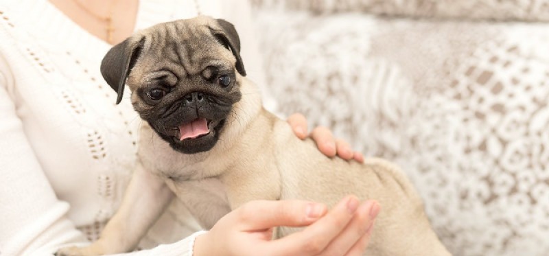 Is Your Dog Displaying Co-Dependency? A Guide to Understanding Attachment