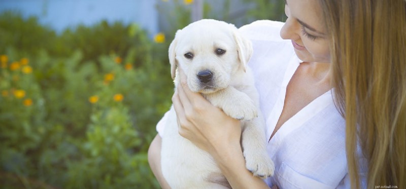 Is Your Dog Displaying Co-Dependency? A Guide to Understanding Attachment