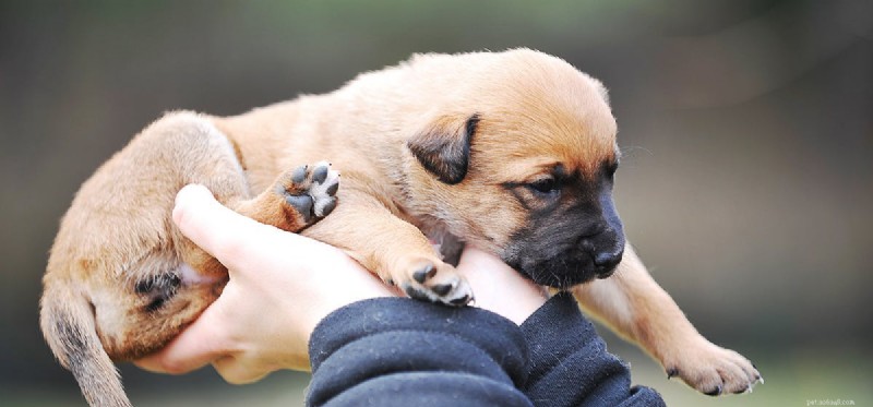 Recognizing and Addressing Your Dog s Insecurity