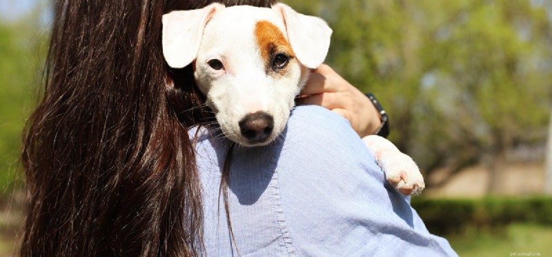 Recognizing and Addressing Your Dog s Insecurity